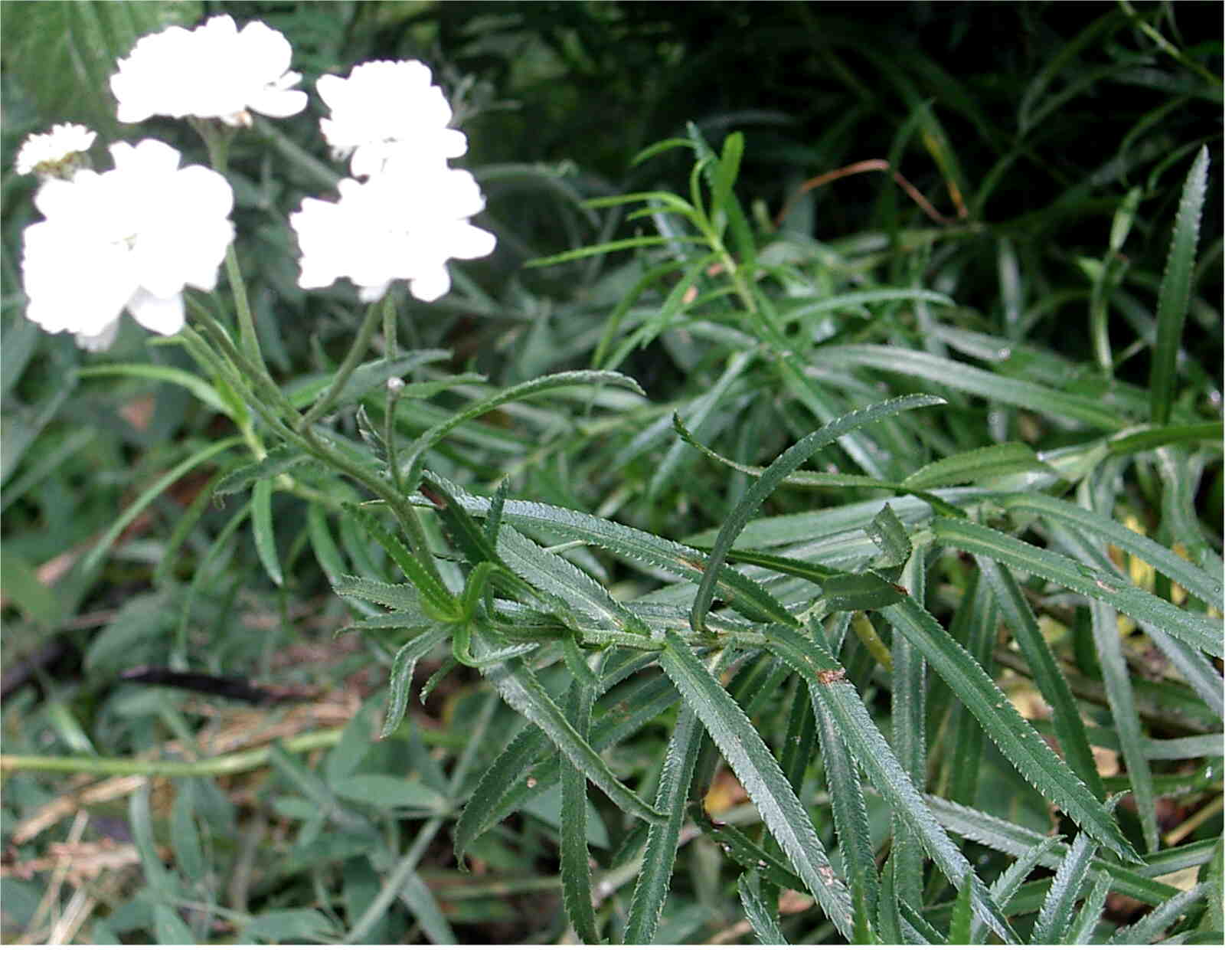 Achillea ptarmica, (esemplare coltivato)